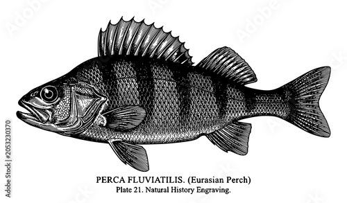 Billede på lærred Vintage perch fish etching vector artwork with scientific engraving detail isola