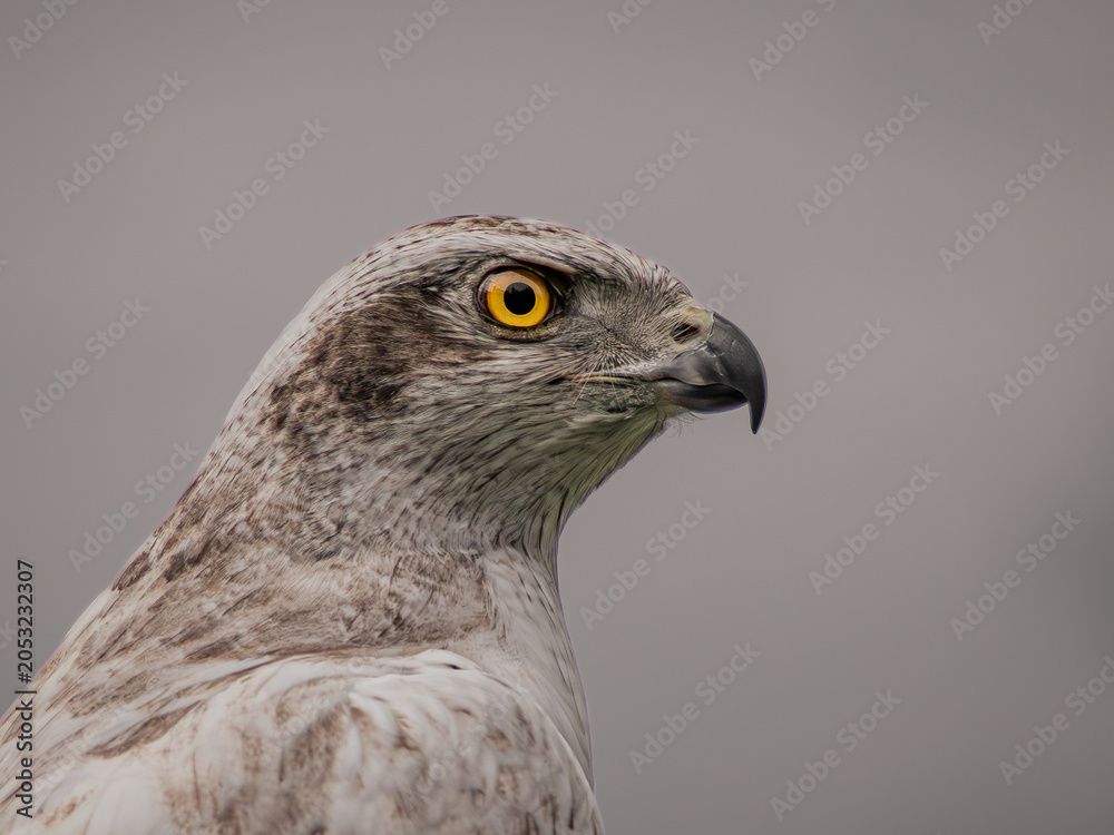 Fototapeta premium Portrait of a White Goshawk