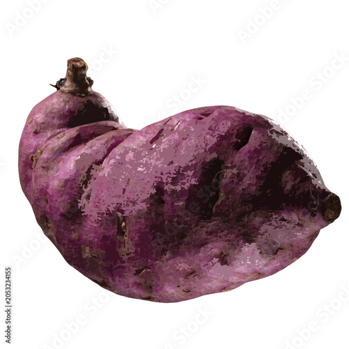  a fresh purple sweet potato with a rough, earthy skin, irregular elongated shape, and small stem end.