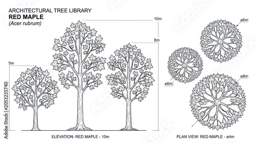 Foto Architectural Drawing of Red Maple Tree - Elevation and Plan Views