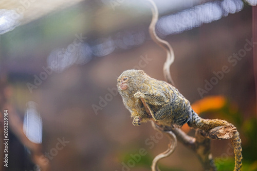 Obraz na plátně Pygmy Marmoset Perched on a Tree Branch with Soft Bokeh Background