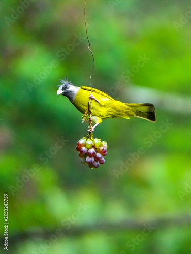  Crested Finchbill