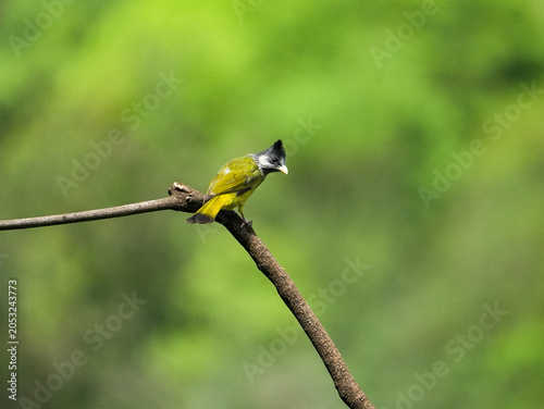  Crested Finchbill
