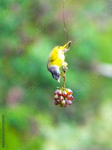  Crested Finchbill