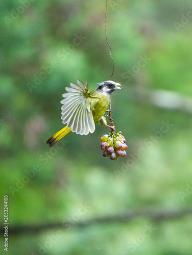  Crested Finchbill