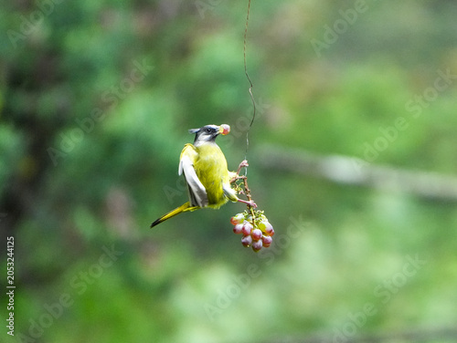  Crested Finchbill