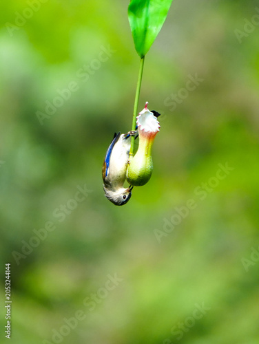  Crested Finchbill
