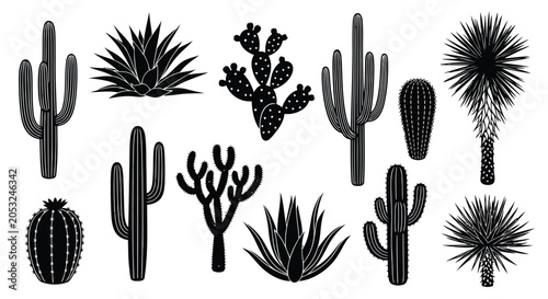 Bild auf Leinwand Black cactus and succulent illustrations