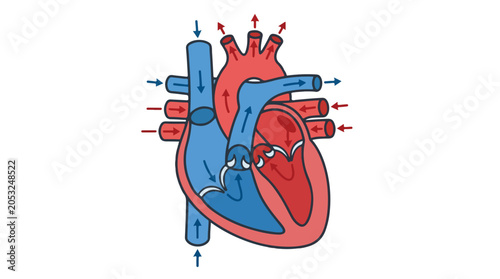 Anatomical illustration of the human heart showing the flow of oxygenated and deoxygenated blood throughout the circulatory system