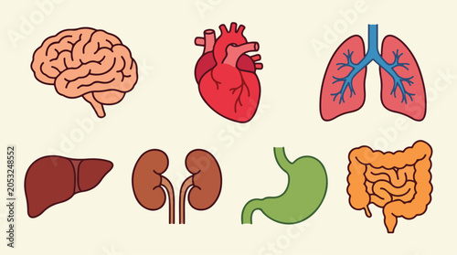 Set of Colorful Human Internal Organs Icons for Medical Education and Anatomy Study