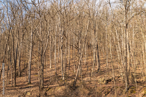 Bare trees on a hillside in Warren County, Pennsylvania, USA on a sunny spring day