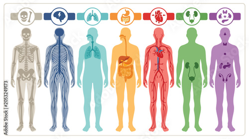 Detailed Infographic Illustration of Seven Major Human Body Organ Systems with Corresponding Icons for Medical and Educational Content