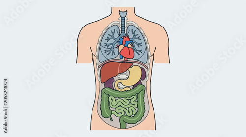 Vector illustration of human internal organs and torso anatomy