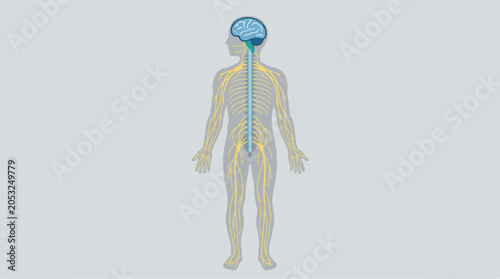 Illustration of the human nervous system highlighting the brain and spinal cord with surrounding neural pathways and nerves