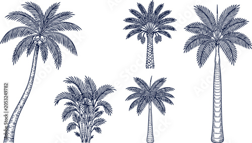 Engraved style palm tree collection black and white vector set with tropical engraving botanical illustration silhouette monochrome ornament landscape vacation paradise collection detailed