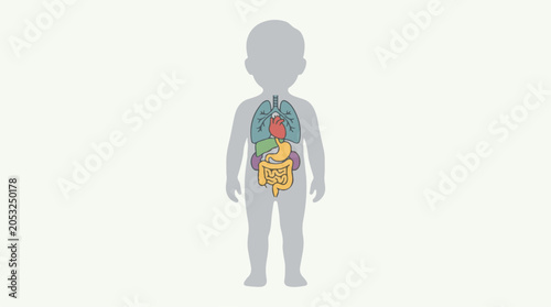 Human anatomy illustration of a child showing internal organs including lungs, heart, stomach, and intestines