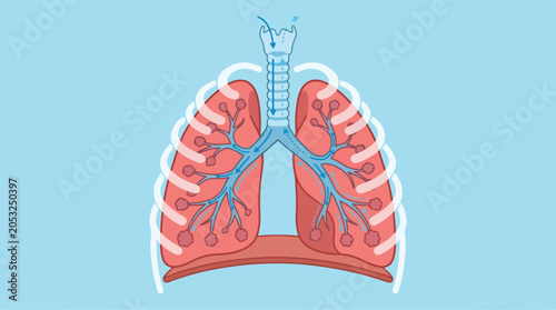 Anatomical illustration of human lungs showing trachea and respiratory system on blue background