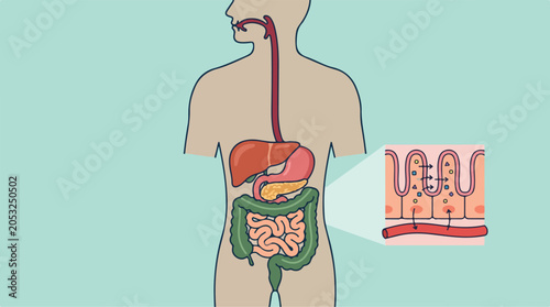 Human digestive system anatomy illustration with detail on nutrient absorption in the small intestine villi