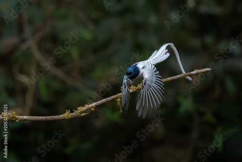 Tableau sur toile Indian paradise flycatcher (male) in flight, Dandeli, Karnataka, western ghats,