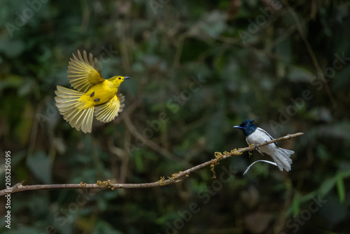 Konstfotografi Yellow-vented bulbul and paradise fly-cather in action, Dandeli, Western Ghats,
