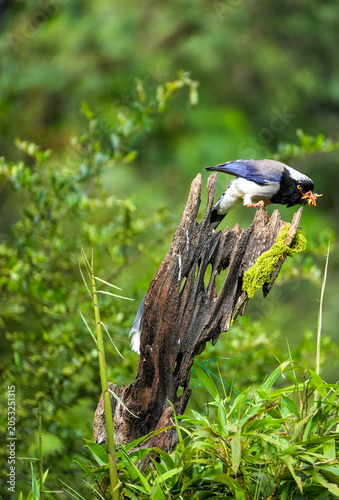Red-billed blue magpie