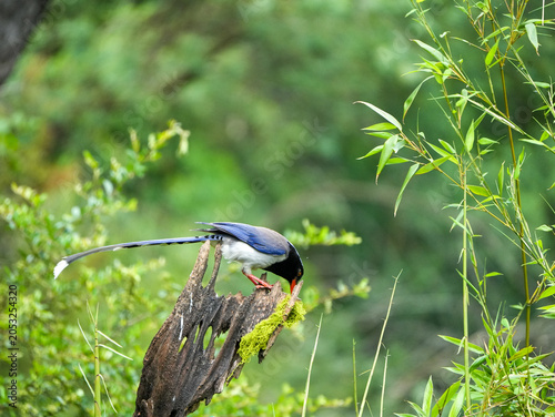 Red-billed blue magpie