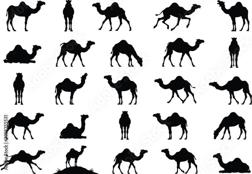 Black silhouettes of camels in various poses on white background