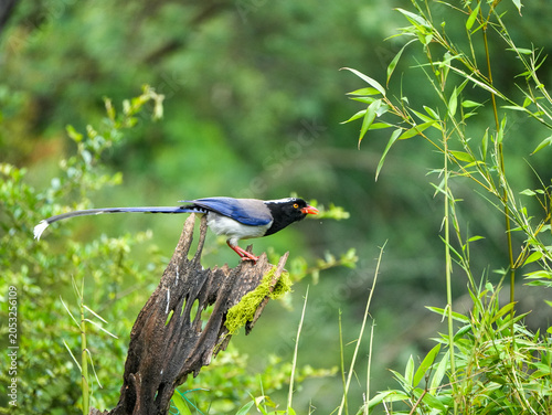 Red-billed blue magpie