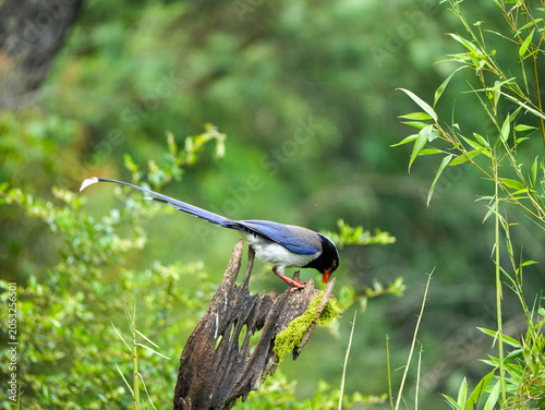 Red-billed blue magpie