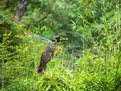 Red-billed blue magpie
