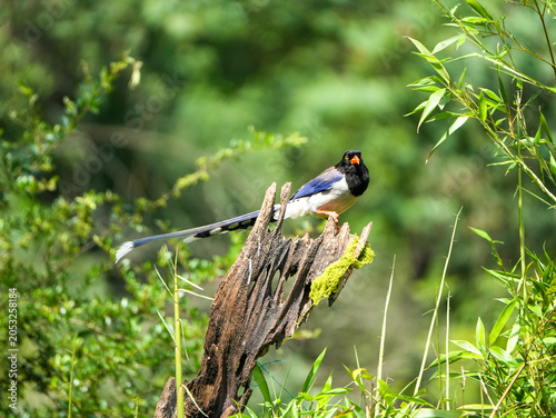 Red-billed blue magpie