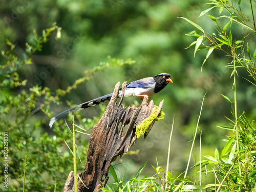 Red-billed blue magpie
