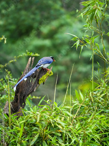 Red-billed blue magpie