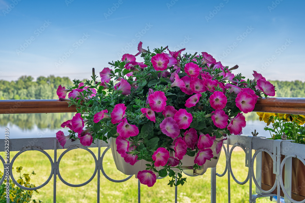 Fototapeta premium Petunia flowers in flower box on balcony.