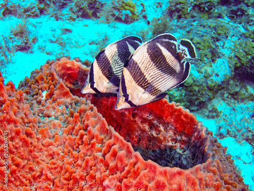 fish in aquarium