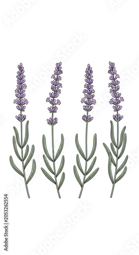 Four lavender sprigs with green leaves on white background