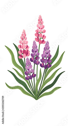 Pink and purple lupine flowers with green leaves