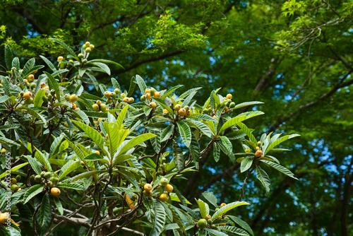 Fresh Loquat Fruit Growing on Tree