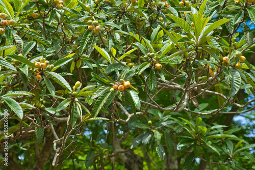 Fresh Loquat Fruit Growing on Tree