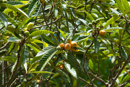 Fresh Loquat Fruit Growing on Tree