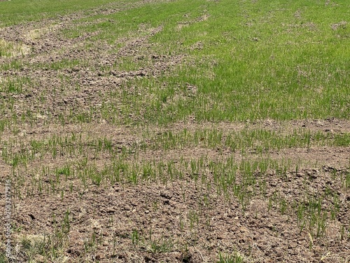 a closeup shot of green field and a small wheat field