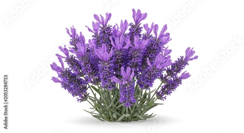 A vibrant purple flowering plant with green leaves and stems on white background