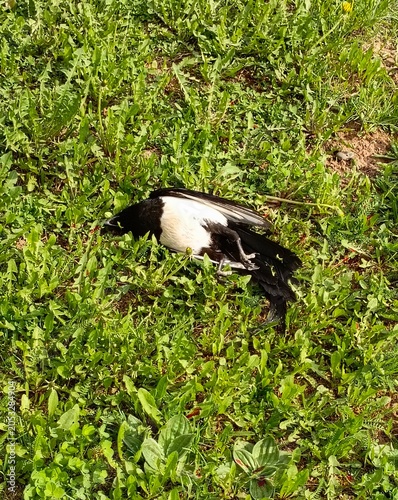 Dead Magpie Lying on Green Grass - Deceased Bird in Nature