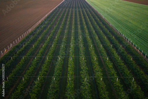 Orchard with endless rows of apple trees aerial drone view