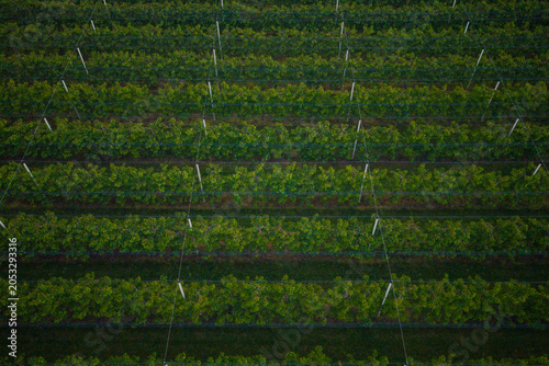 Orchard with endless rows of apple trees aerial drone view