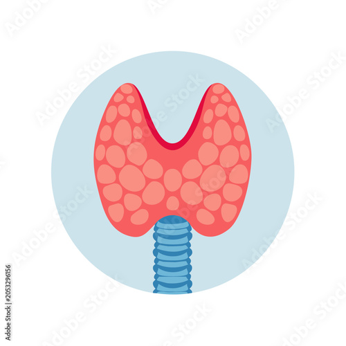 Illustration of the Human Thyroid Gland