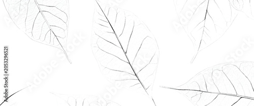 Obraz na płótnie Delicate skeletonized leaf veins forming a natural abstract pattern on a white b