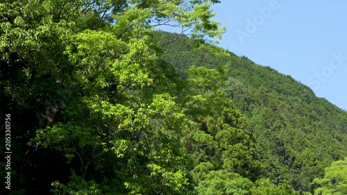 Summer Trees Swaying Gently in the Wind