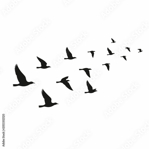 Fotografie Black silhouette of migratory birds flying in flock formation.