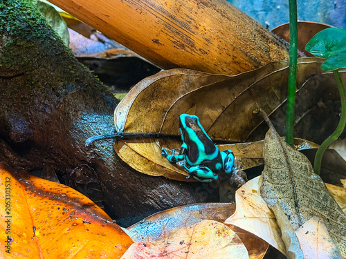 Tablou pe pânză Green and black poison dart frog on leaf litter at Vancouver Aquarium